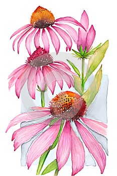 Echinacea medicinal plant flowers. Generative AI watercolor vertical illustration