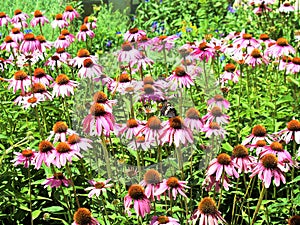 Echinacea Angustifolia Flowers photo