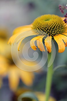 Echinacea - Now Cheesier