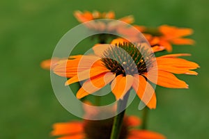 Echinacea orange flowers, close up, bokeh background