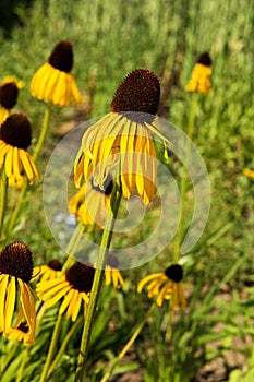 Echinacea paradoxa