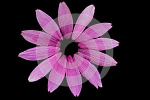 Echinacea petals on dark background.