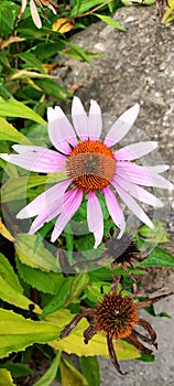 Echinacea plant growing against a rock background