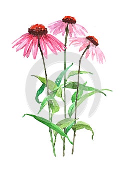 Echinacea plant Watercolor illustration isolated photo