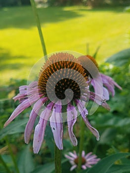 Echinacea, Purple Cone Flower