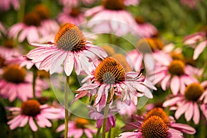 Echinacea, Purple Cone Flower