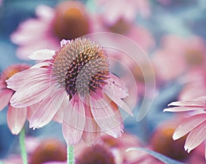 Echinacea Purple Coneflowers