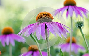Echinacea purple. A perennial plant of the Asteraceae family. Medicinal flower to enhance immunity. Selective focus. August