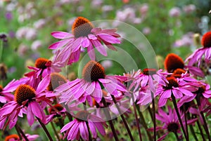 Echinacea Purprea