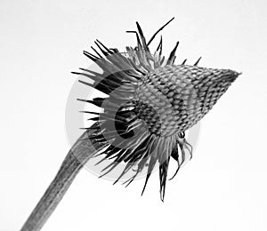 Echinacea purpura - Purple Cone Flower isolated photo