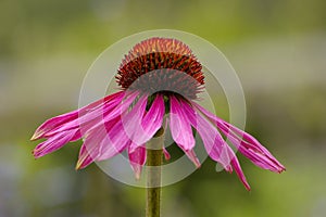 Echinacea Purpurea photo