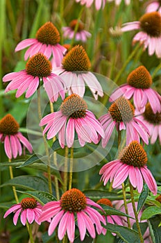 Echinacea purpurea photo