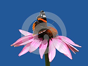 Echinacea purpurea photo