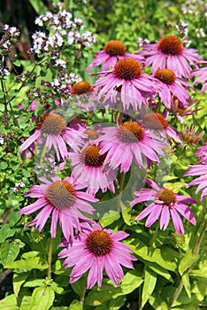 Echinacea purpurea photo