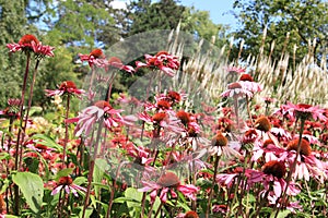 Echinacea purpurea