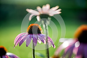 Echinacea purpurea