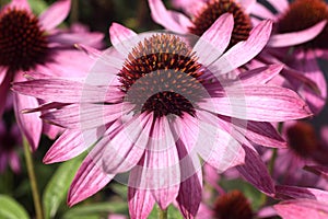 Echinacea Purpurea