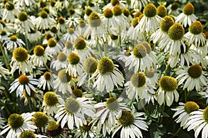 Echinacea purpurea alba