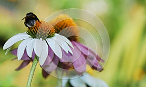 Echinacea Purpurea with Bee