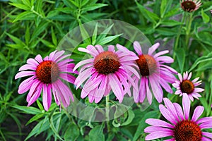 Echinacea purpurea photo