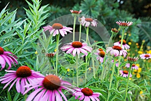 Echinacea purpurea