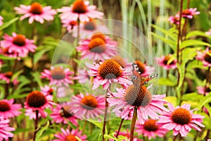 Echinacea purpurea