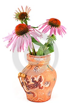 Echinacea purpurea in a clay vase