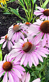 Echinacea Purpurea close-up with pollinators