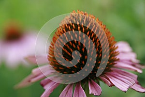 Echinacea purpurea