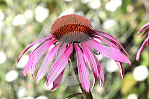 Echinacea Purpurea Coneflower