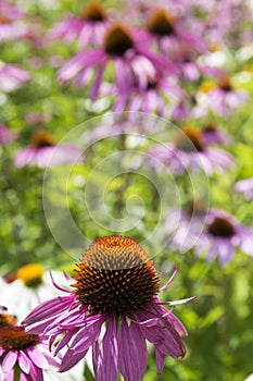 Echinacea purpurea, eastern purple coneflower in bloom, bunch of coneflowers