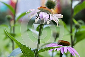 Echinacea purpurea, eastern purple coneflower in bloom, bunch of coneflowers