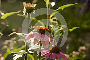 Echinacea purpurea, eastern purple coneflower in bloom, bunch of coneflowers