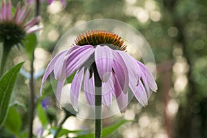 Echinacea purpurea, eastern purple coneflower in bloom, bunch of coneflowers