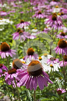 Echinacea purpurea, eastern purple coneflower in bloom, bunch of coneflowers