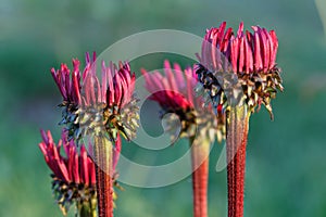 Echinacea purpurea `Fatal Attraction` growing in a flower border