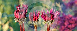 Echinacea purpurea `Fatal Attraction` growing in a flower border