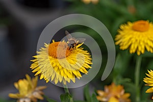 Echinacea purpurea flower with bumblebee