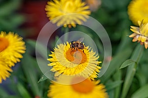 Echinacea purpurea flower with bumblebee