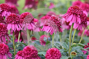 Echinacea purpurea. Flower plant commonly known as coneflower.