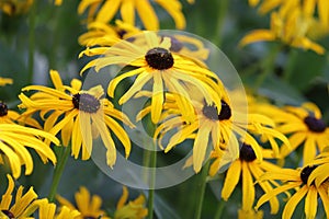 Echinacea purpurea. Flower plant commonly known as coneflower.