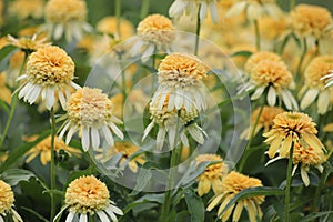 Echinacea purpurea. Flower plant commonly known as coneflower.