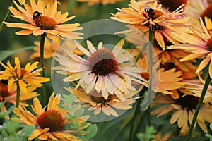 Echinacea purpurea. Flower plant commonly known as coneflower.