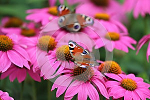 Echinacea purpurea. Flower plant commonly known as coneflower.