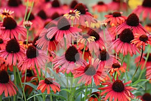 Echinacea purpurea. Flower plant commonly known as coneflower.