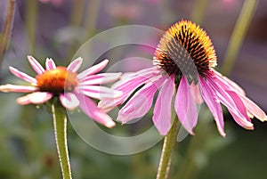 Echinacea photo