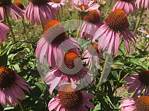 Echinacea purpurea flowers