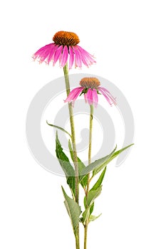 Echinacea purpurea flowers isolated on white background. Medicinal herbal plant.