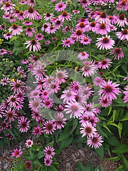 Echinacea purpurea flowers among leaves