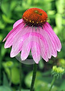 Echinacea purpurea on green background